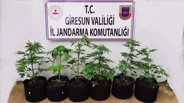 Giresun'da kamu arazisinde kenevir yetiştiren 2 kişi gözaltına alındı