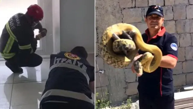 İtfaiye ekipleri evin duvar boşluğunda 3 metre uzunluğunda yılan yakaladı İtfaiye ekipleri evin duvar boşluğunda 3 metre uzunluğunda yılan yakaladı