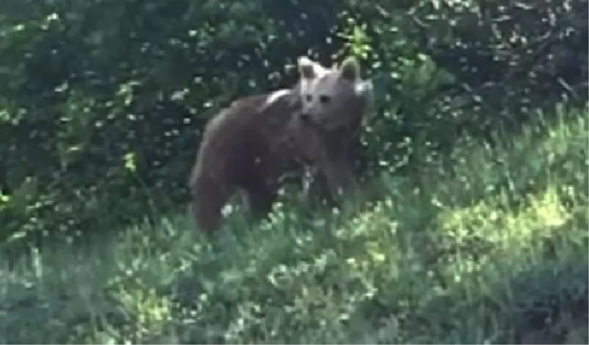 Köy yolunda gördüğü ayıyı 'Gel sana muz verecem' diyerek çağırdı