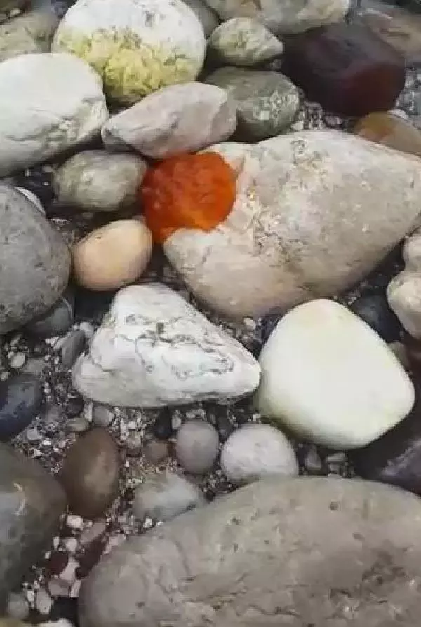 Poşet sanılan deniz canlısı, nadir görülen kaplumbağa salyangozuymuş