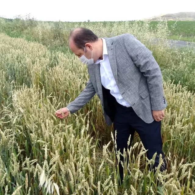 Tarım ve Orman İl Müdürü Öcal'dan dolunun vurduğu ekili alanlarda inceleme