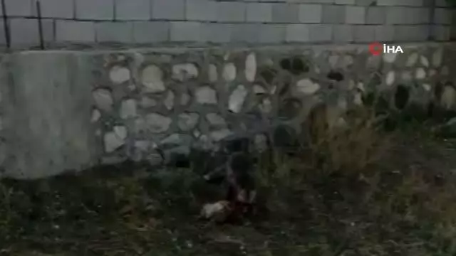 Tavuğunu yiyen tilki ile vatandaşın diyaloğu güldürdü