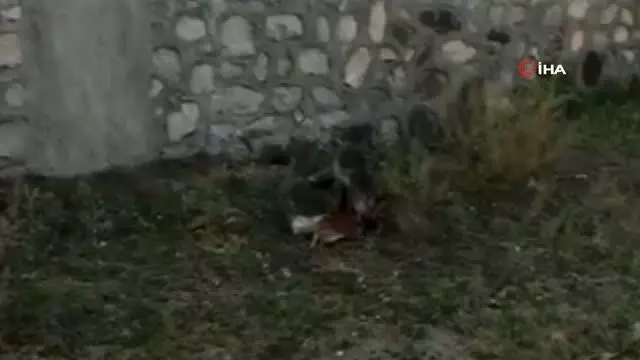 Tavuğunu yiyen tilki ile vatandaşın diyaloğu güldürdü