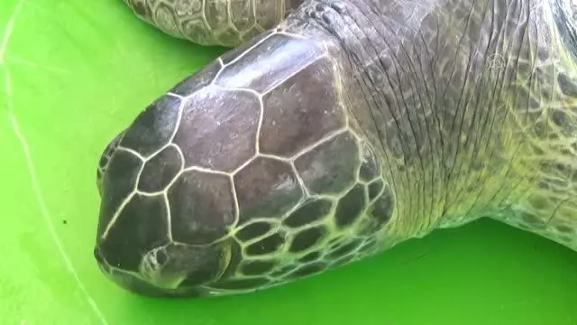 Tedavileri tamamlanan caretta carettalar denize bırakıldı