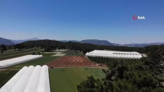 Yeni trend yayla seracılığında ilk salatalık hasadı yapıldı