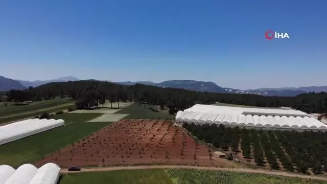 Yeni trend yayla seracılığında ilk salatalık hasadı yapıldı