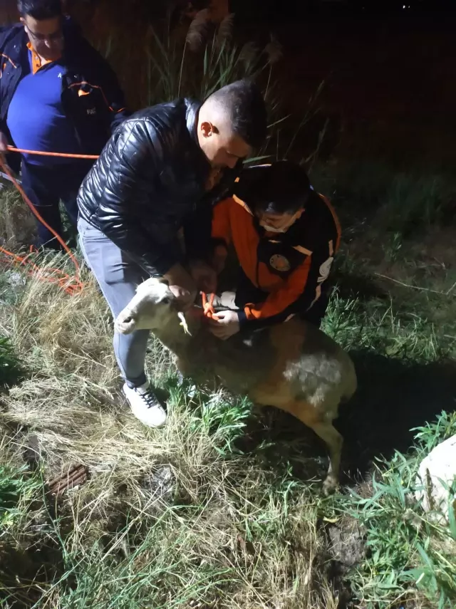 Afyonkarahisar'da kuyuya düşen 3 koyun ve kaplumbağayı AFAD ekipleri kurtardı Afyonkarahisar'da kuyuya düşen 3 koyun ve kaplumbağayı AFAD ekipleri kurtardı
