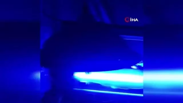 Aile içi kavgaya giden polis kenevir bahçesiyle karşılaştı