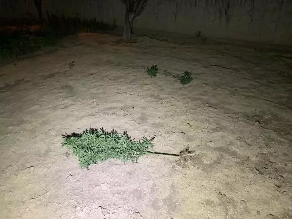 Son dakika: KONYA AİLE İÇİ ŞİDDET İHBARINA GİDEN POLİS, SAKSILARDA HİNT KENEVİRİ BULDU