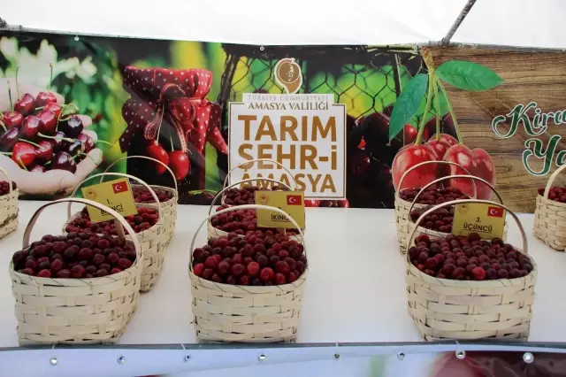 Amasya'da kirazlar yarıştı: Birinciye 3 bin TL ödül Amasya'da kirazlar yarıştı: Birinciye 3 bin TL ödül