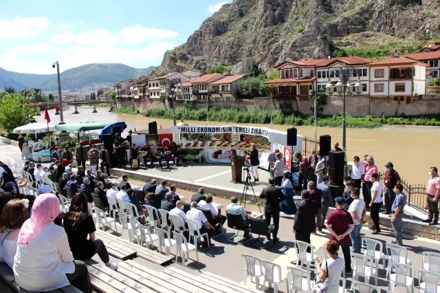 Amasya'da kirazlar yarıştı: Birinciye 3 bin TL ödül Amasya'da kirazlar yarıştı: Birinciye 3 bin TL ödül
