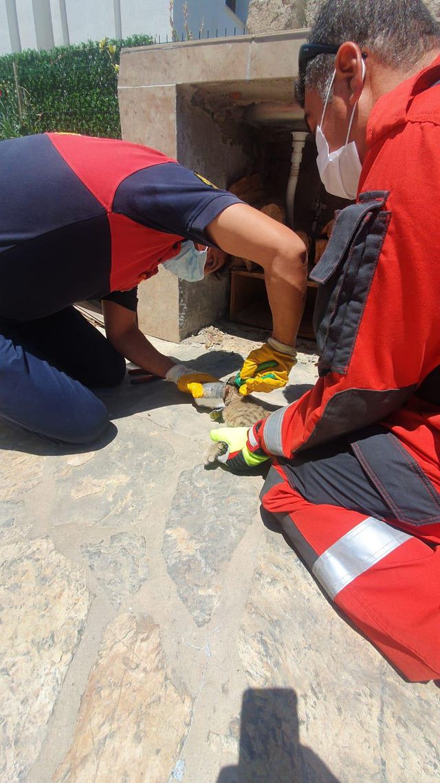 Bodrum'da başı konserve kutusuna sıkışan kedi kurtarıldı