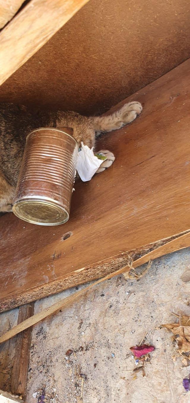 Bodrum'da başı konserve kutusuna sıkışan kedi kurtarıldı