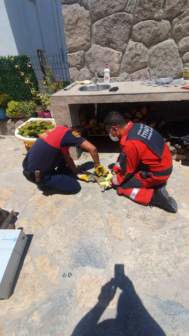 Bodrum'da başı konserve kutusuna sıkışan kedi kurtarıldı