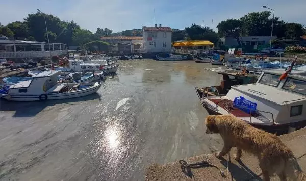 Bozcaada'da tedirgin eden müsilaj görüntüsü Bozcaada'da tedirgin eden müsilaj görüntüsü