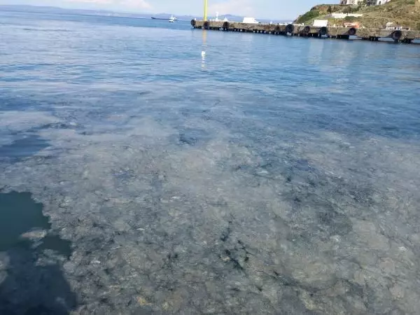 Bozcaada'da tedirgin eden müsilaj görüntüsü