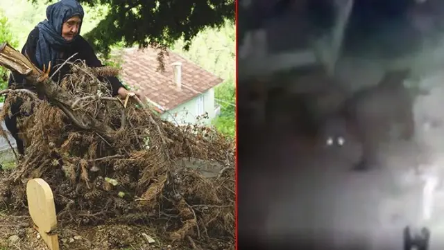 Ceset yiyen ayı, yeniden ortaya çıktı! Mezarı kazarken kamera kayıttaydı Ceset yiyen ayı, yeniden ortaya çıktı! Mezarı kazarken kamera kayıttaydı