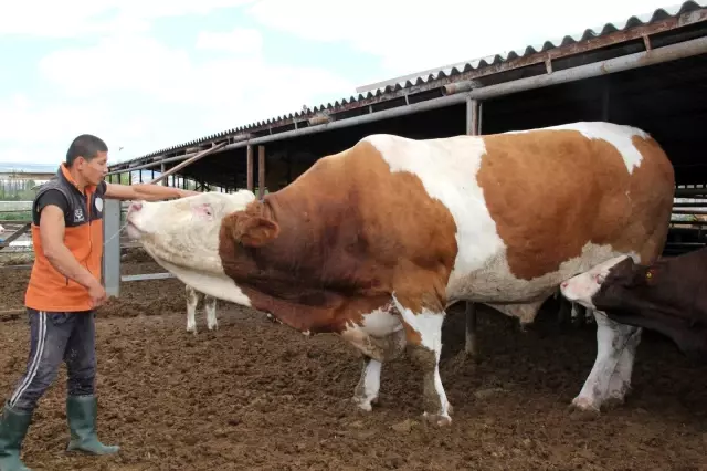 1 ton 650 kilogramlık dev kurbanlık görenleri şaşırtıyor 1 ton 650 kilogramlık dev kurbanlık görenleri şaşırtıyor