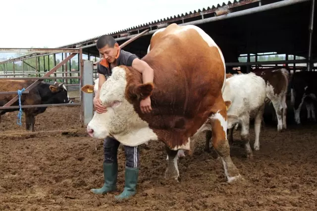 1 ton 650 kilogramlık dev kurbanlık görenleri şaşırtıyor 1 ton 650 kilogramlık dev kurbanlık görenleri şaşırtıyor