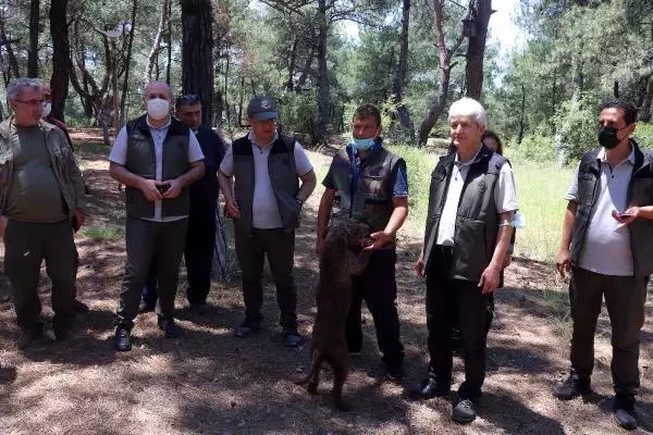 ÇANAKKALE EĞİTİMLİ KÖPEKLE ARAZİDE TRÜF MANTARI ARADILAR