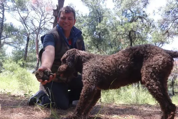 ÇANAKKALE EĞİTİMLİ KÖPEKLE ARAZİDE TRÜF MANTARI ARADILAR