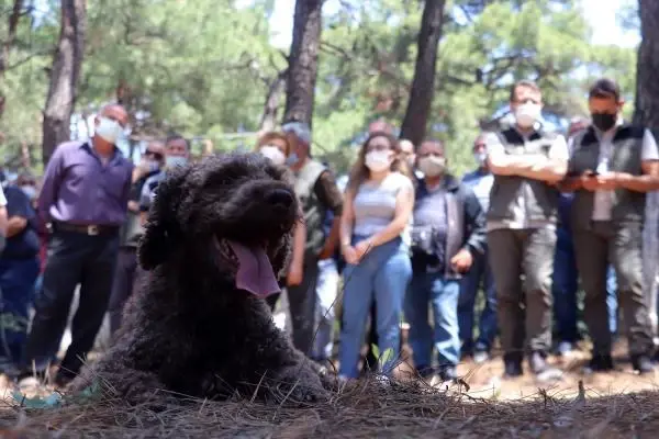 ÇANAKKALE EĞİTİMLİ KÖPEKLE ARAZİDE TRÜF MANTARI ARADILAR
