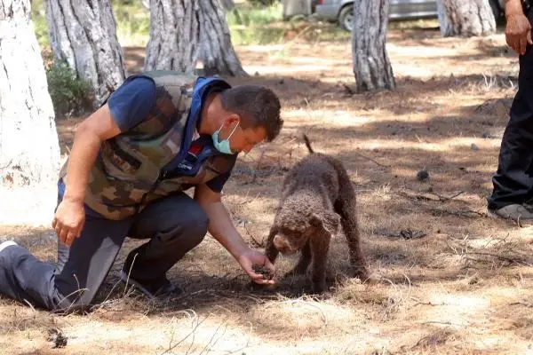ÇANAKKALE EĞİTİMLİ KÖPEKLE ARAZİDE TRÜF MANTARI ARADILAR