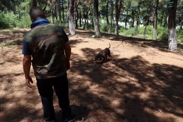 ÇANAKKALE EĞİTİMLİ KÖPEKLE ARAZİDE TRÜF MANTARI ARADILAR