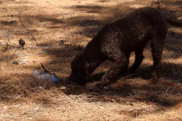 ÇANAKKALE EĞİTİMLİ KÖPEKLE ARAZİDE TRÜF MANTARI ARADILAR