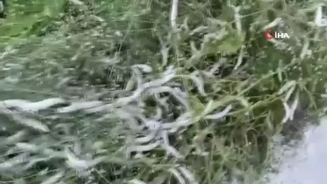 Kaybolmaya yüz tutmuş ipek böceği yetiştiriciliği Nallıhan'da hayat bulmaya devam ediyor Kaybolmaya yüz tutmuş ipek böceği yetiştiriciliği Nallıhan'da hayat bulmaya devam ediyor