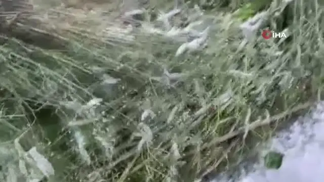 Kaybolmaya yüz tutmuş ipek böceği yetiştiriciliği Nallıhan'da hayat bulmaya devam ediyor Kaybolmaya yüz tutmuş ipek böceği yetiştiriciliği Nallıhan'da hayat bulmaya devam ediyor