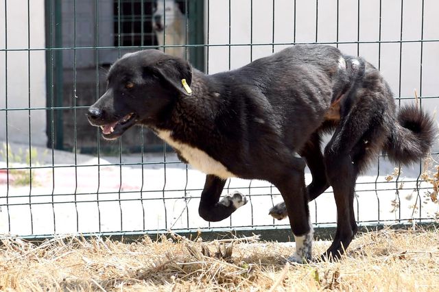Köpeğe ölümüne işkence