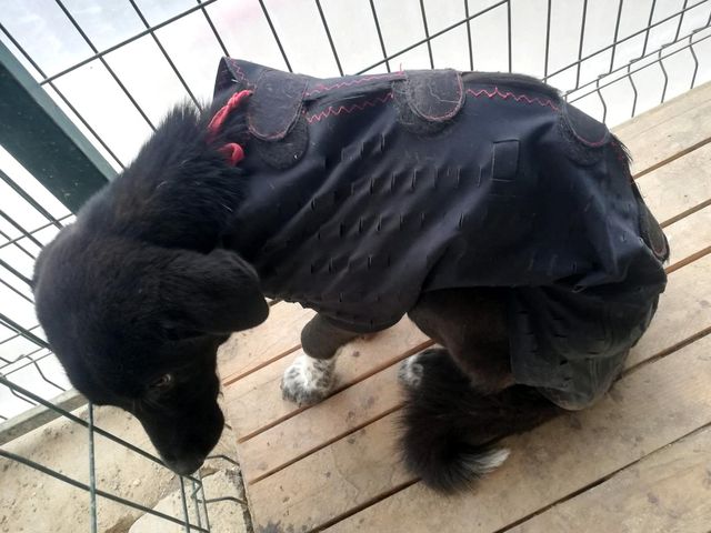 Köpeğe ölümüne işkence