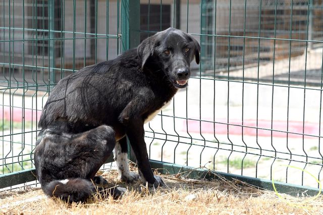 Köpeğe ölümüne işkence