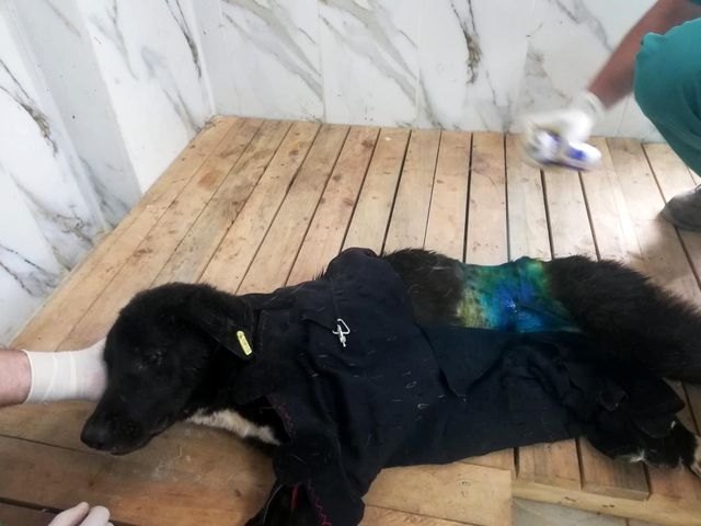 Köpeğe ölümüne işkence