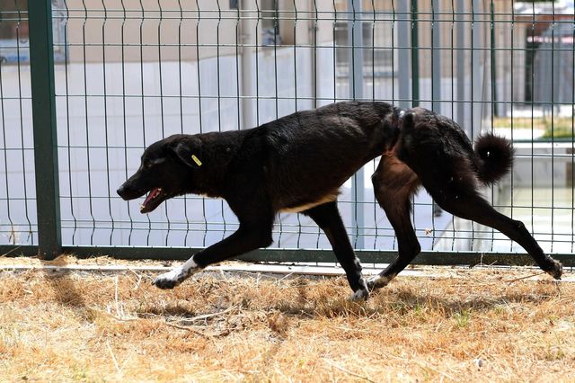 Köpeğe ölümüne işkence