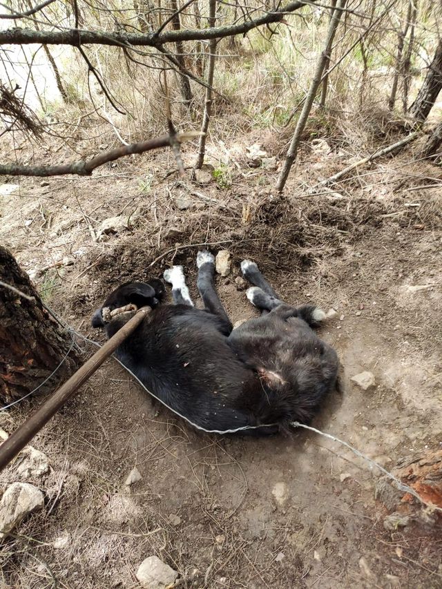 Köpeğe ölümüne işkence