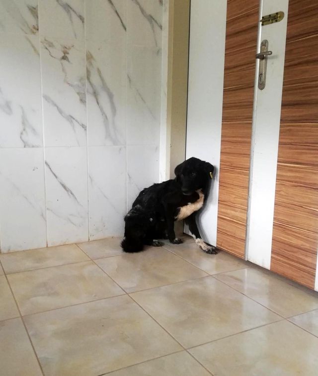 Köpeğe ölümüne işkence