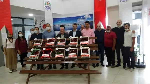 LAPSEKİ'NİN BARDAĞA SIĞMAYAN ŞAMPİYON KİRAZI