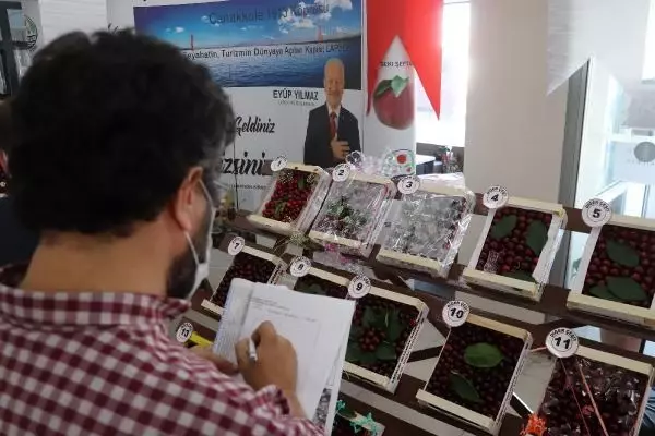 LAPSEKİ'NİN BARDAĞA SIĞMAYAN ŞAMPİYON KİRAZI