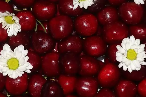 LAPSEKİ'NİN BARDAĞA SIĞMAYAN ŞAMPİYON KİRAZI