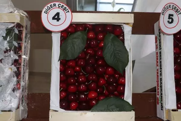 LAPSEKİ'NİN BARDAĞA SIĞMAYAN ŞAMPİYON KİRAZI