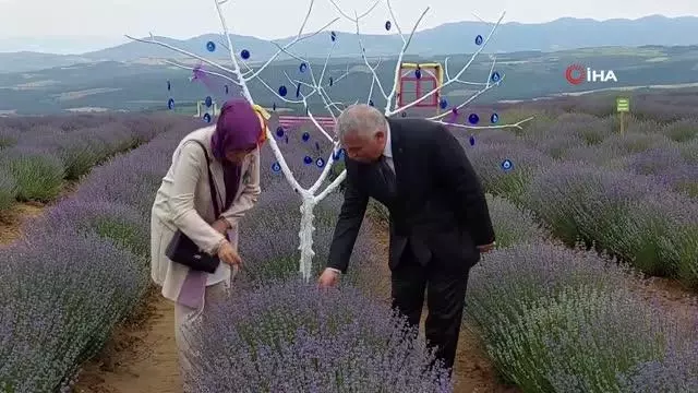 Mavi gözlü şehirde 'Mor bahar' şenliği