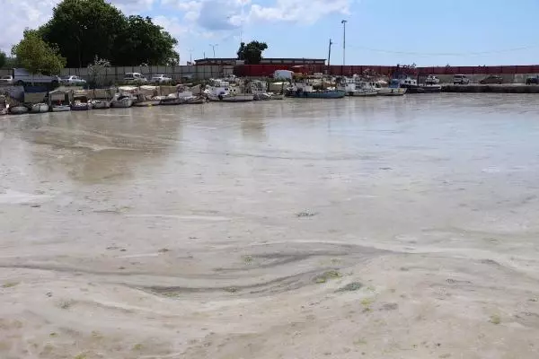 Müsilaj, yeniden Tekirdağ sahilinde