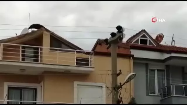 Son dakika haberi! Polisten görülmemiş operasyon: Ayağı ipe dolanan yavru kargayı polis kurtardı Son dakika haberi! Polisten görülmemiş operasyon: Ayağı ipe dolanan yavru kargayı polis kurtardı