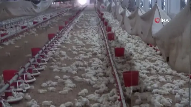 Tavuk yetiştiricilerinden beyaz et şirketlerine mesaj: 'Fiyatların üreticilere yansıması gerek' Tavuk yetiştiricilerinden beyaz et şirketlerine mesaj: 'Fiyatların üreticilere yansıması gerek'