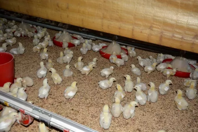 Tavuk yetiştiricilerinden beyaz et şirketlerine mesaj