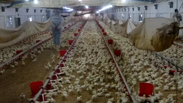 Tavuk yetiştiricilerinden beyaz et şirketlerine mesaj