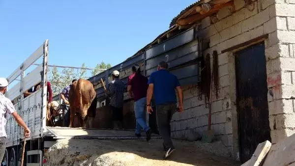 VAN'DAN BATIDAKİ İLLERE KURBANLIK SEVKİYATI BAŞLADI