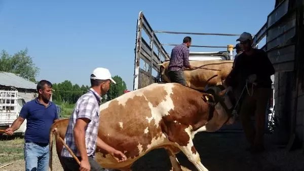VAN'DAN BATIDAKİ İLLERE KURBANLIK SEVKİYATI BAŞLADI